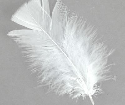 White Feathers For Sale