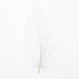 Feather Leaves Nat White12 Pk Online now