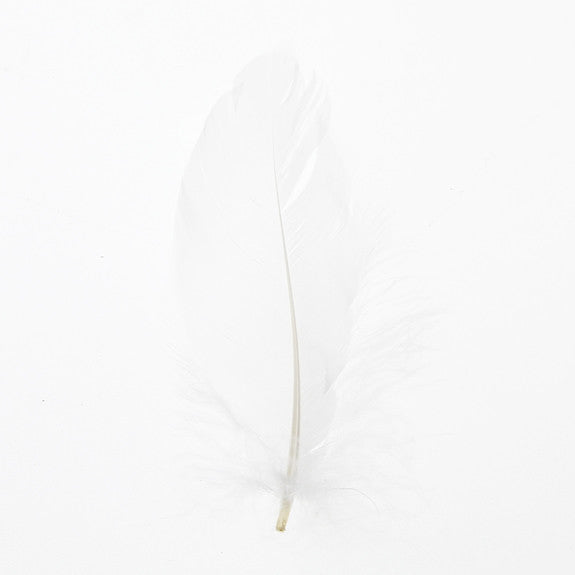 Feather Leaves Nat White12 Pk Online now