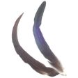 Cockerel Feathers - 12 Pk Supply