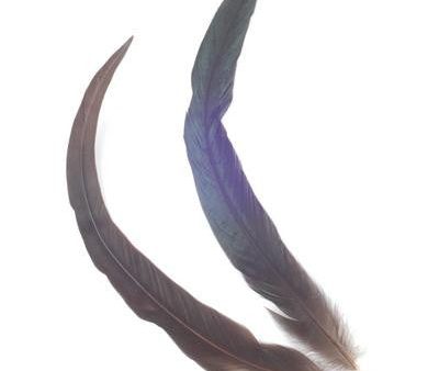 Cockerel Feathers - 12 Pk Supply