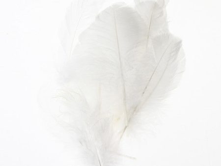 Feather Leaves Nat White12 Pk Online now