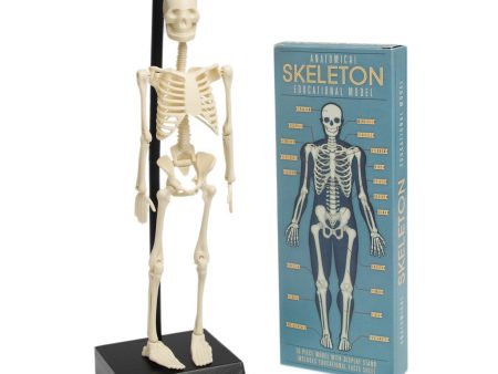 Anatomical Skeleton Educational Model Online Sale